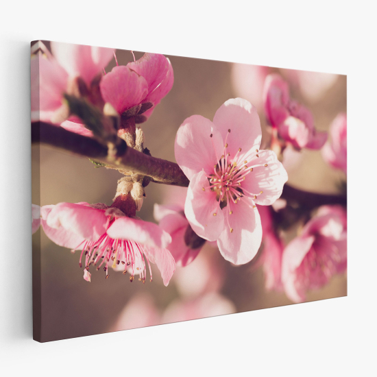 Canvas Print - Cherry Blossoms