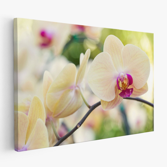 Canvas Print - Orchids