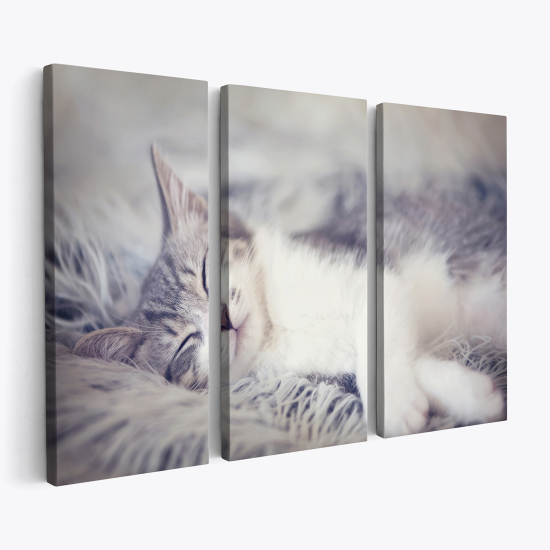 Triptych Canvas Prints - Cat