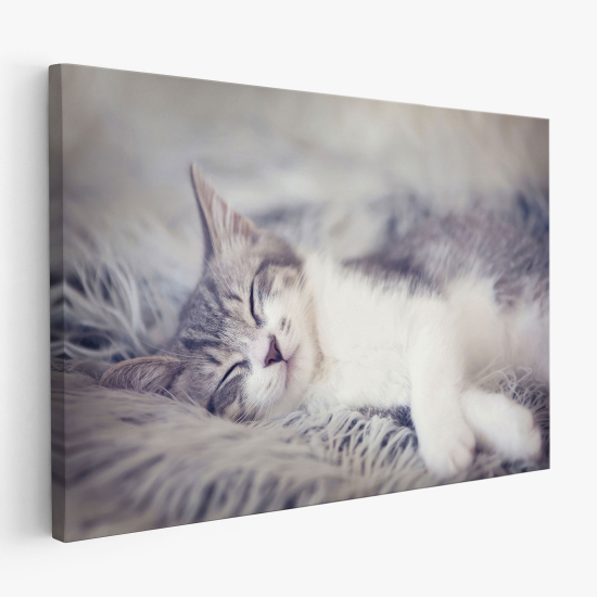 Canvas Print - Cat