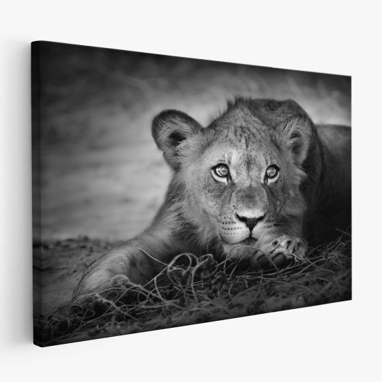 Canvas Print - Lion