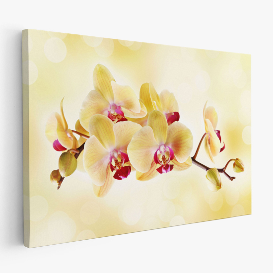 Canvas Print - Orchids