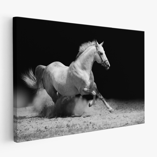 Canvas Print - White horse