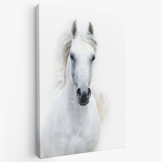 Canvas Print - White horse