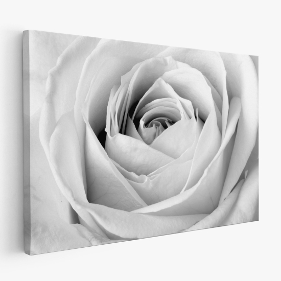 Canvas Print - White Rose