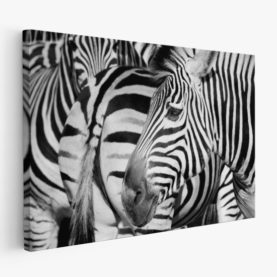 Canvas Print - Zebras