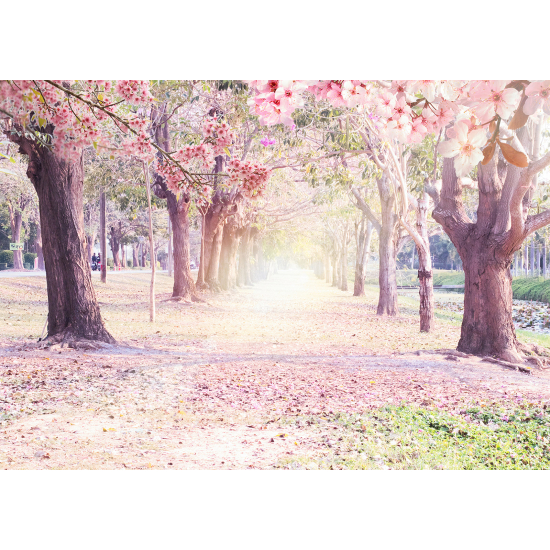 Panoramic Wallpaper - Wall Mural - Cherry Tree Path