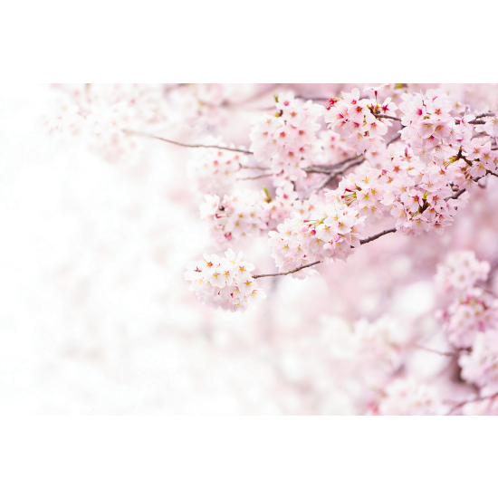 Panoramic Wallpaper - Wall Mural - Cherry trees