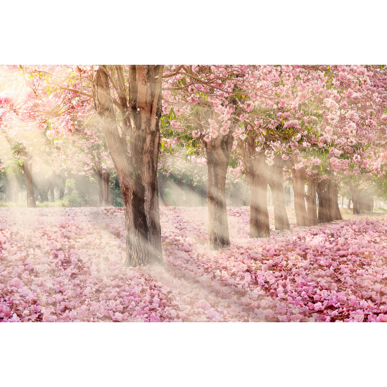 Panoramic Wallpaper - Wall Mural - Cherry trees