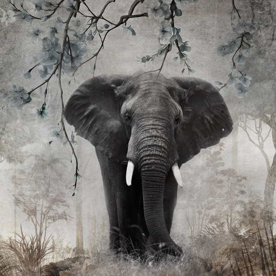 Panoramic Wallpaper - Wall Mural - Elephant