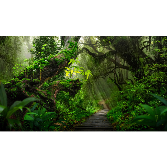 Panoramic Wallpaper - Wall Mural - Forest Path