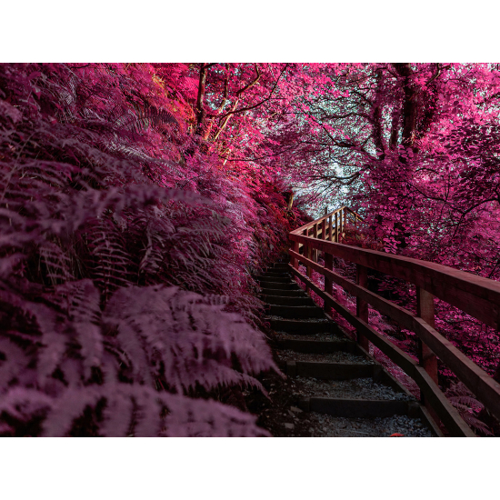 Panoramic Wallpaper - Wall Mural - Forest Stairs