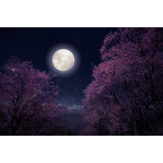 Panoramic Wallpaper - Wall Mural - Full Moon