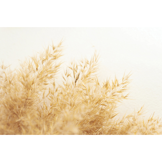 Panoramic Wallpaper - Wall Mural - Pampas