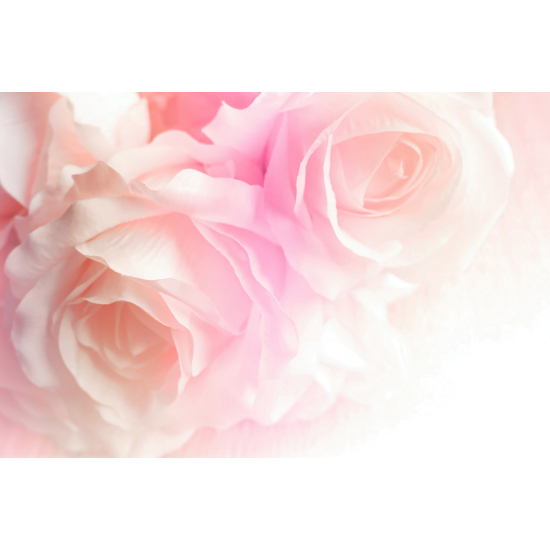 Panoramic Wallpaper - Wall Mural - Roses