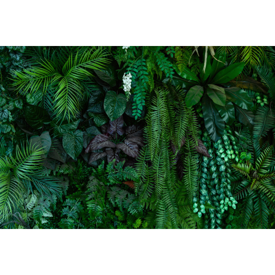 Panoramic Wallpaper - Wall Mural - Tropical Forest