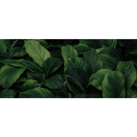 Panoramic Wallpaper - Wall Mural - Tropical Leaves