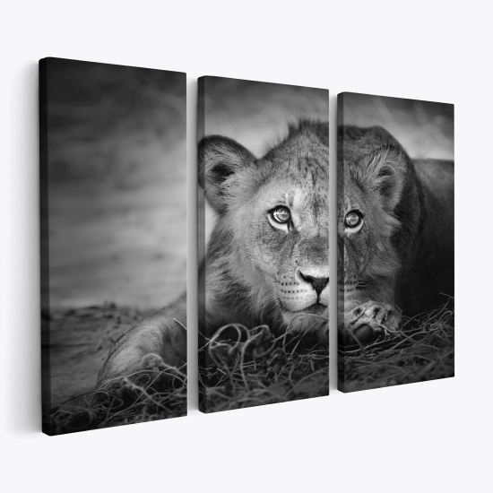 Triptych Canvas Prints - Lion