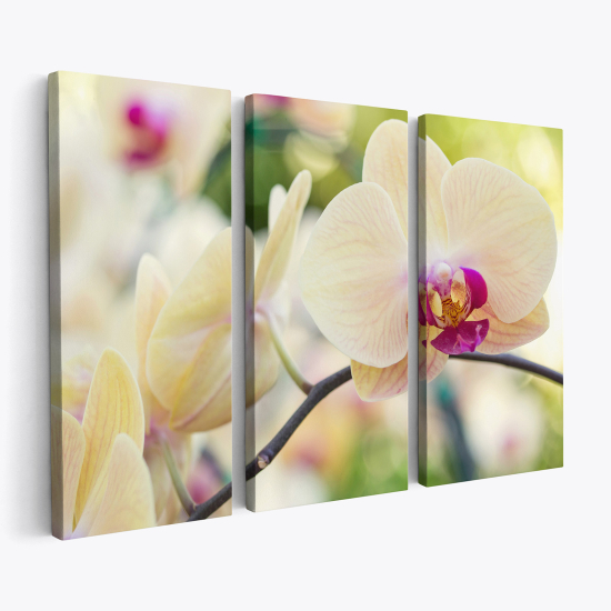 Triptych Canvas Prints - Orchids